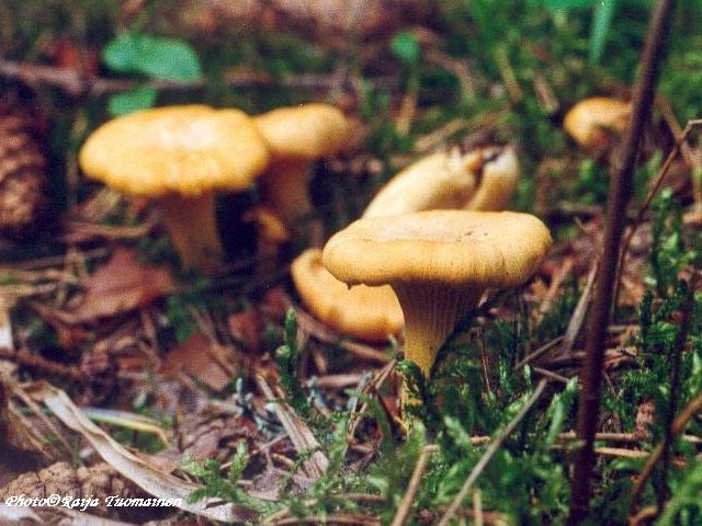  Image name: finferlo6.jpg 
 width: 640 pixel 
 height: 480 pixel 
 Size: 79059 bytes 
 Click to enlarge 